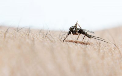 close-up-or-macro-pictures-of-mosquitoes-on-the-sk-2023-11-27-05-14-14-utc