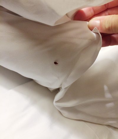 bed-bug-under-the-blanket-2023-11-27-04-49-46-utc (1)