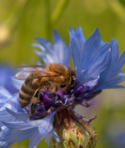 bee collects nectar from a flower