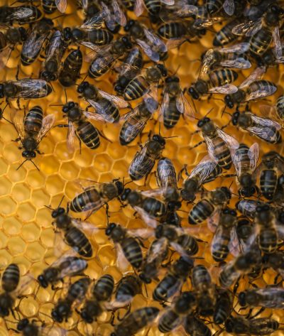 Close up of bees on top of honeycomb.