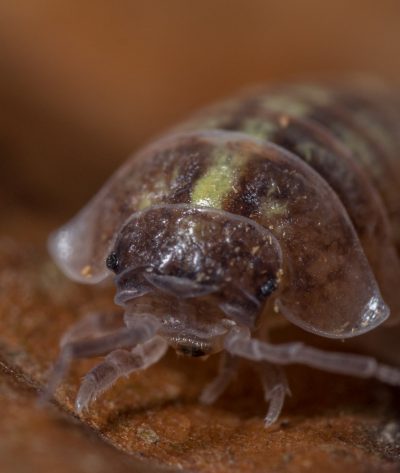 A macro shot of Roly-poly (Armadillidium Vulgare) terrestrial isopod