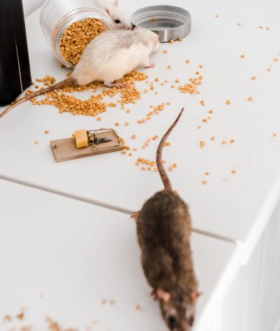 selective focus of small rats near glass jar with peas on messy table