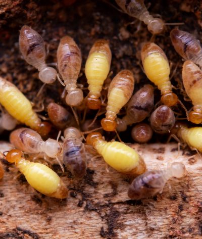 Termites eat wooden planks. Damage of a wooden house from termites